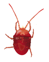 Tick insect PNG-51916